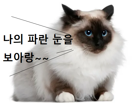 버먼 고양이 이미지 - 1