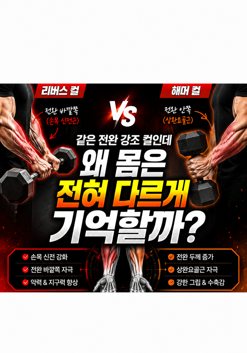 리버스 컬 vs 해머 컬:왜 같은 전완 강조 컬인데 몸은 전혀 다르게 기억할까