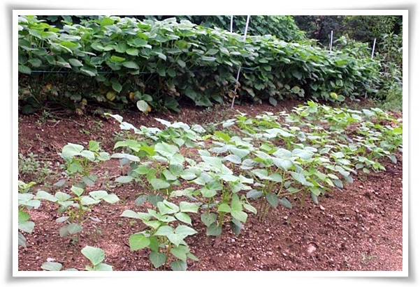 텃밭 "6월, 팥을 심어보세요!" 팥 한 줄 심고 건강과 행복은 두 배로!