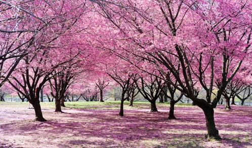 플러싱 메도우-코로나 파크 (Photo : Daniel Avila)
