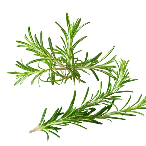 티트리 전초(잎과 줄기)