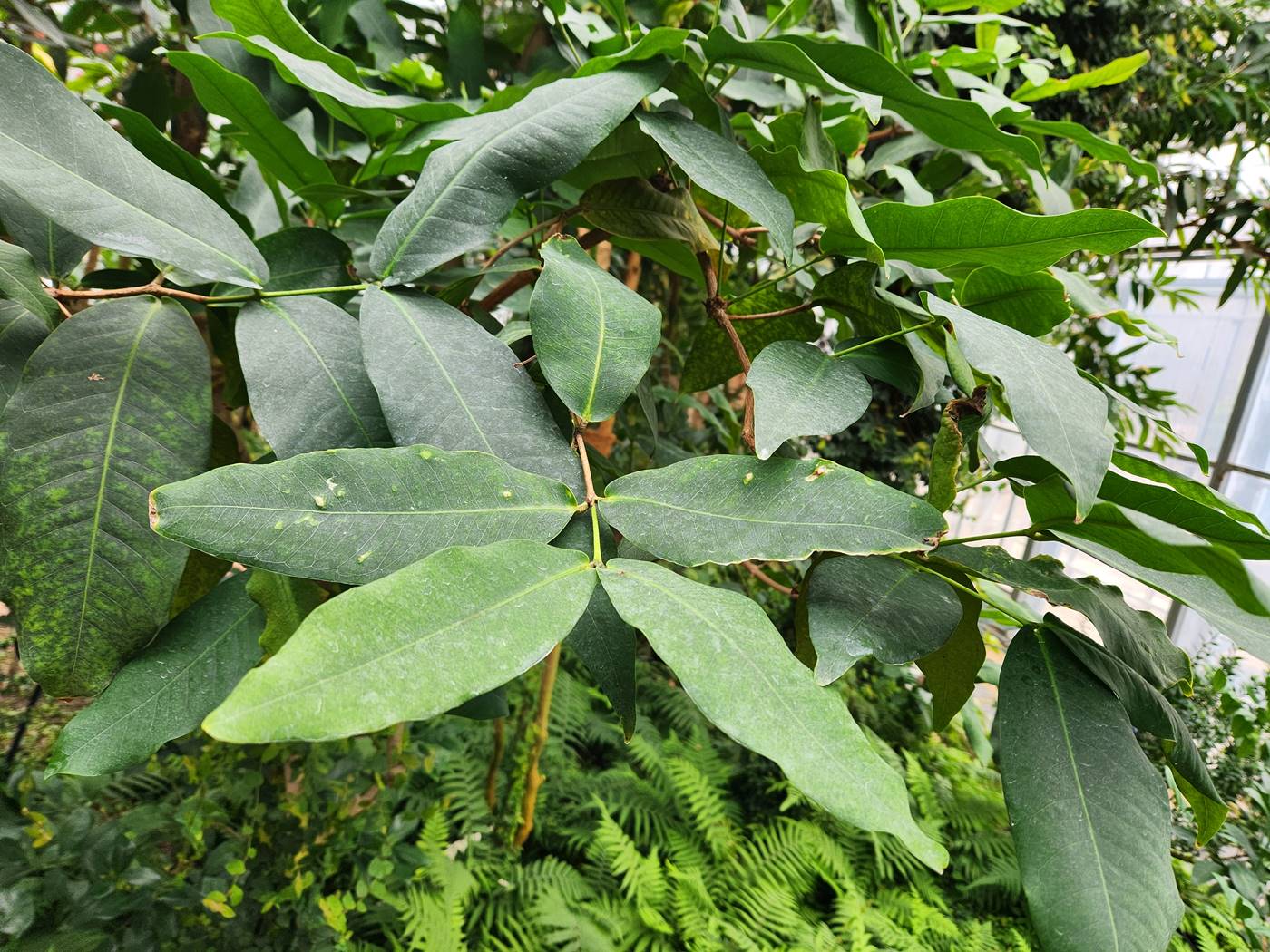 말레이애플 Malay Apple