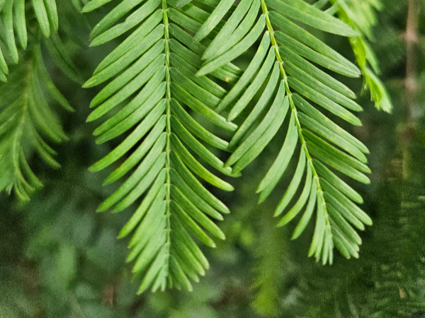 메타세쿼이아 마주나기 잎