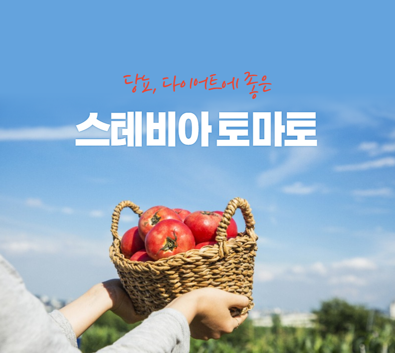 스테비아토마토