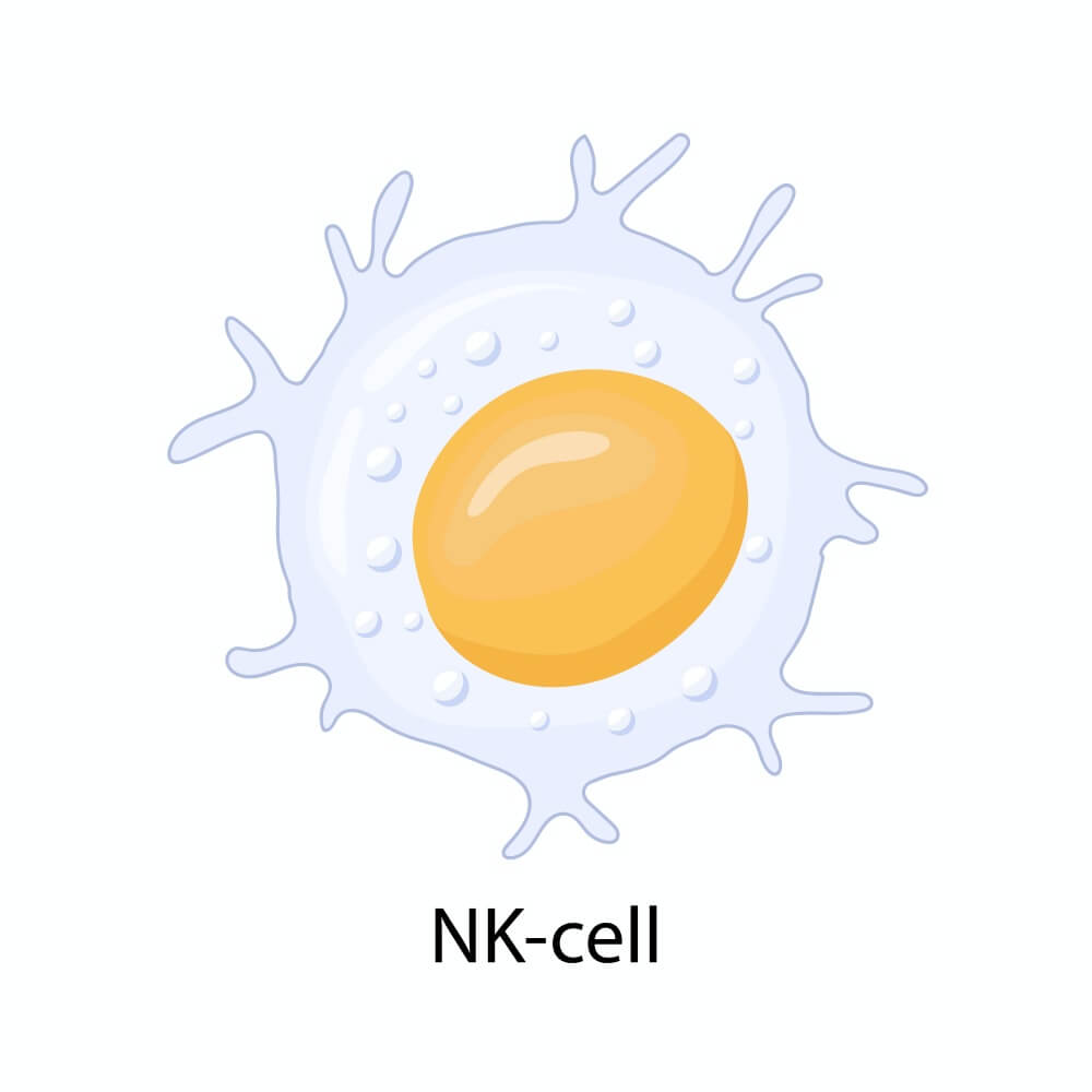 nk세포-모식도