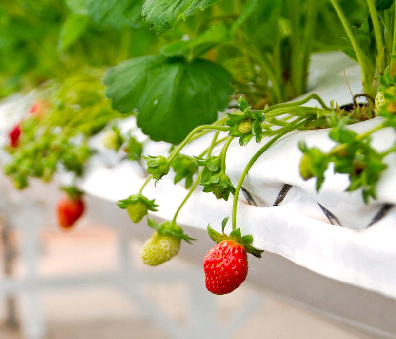 지역사랑상품권