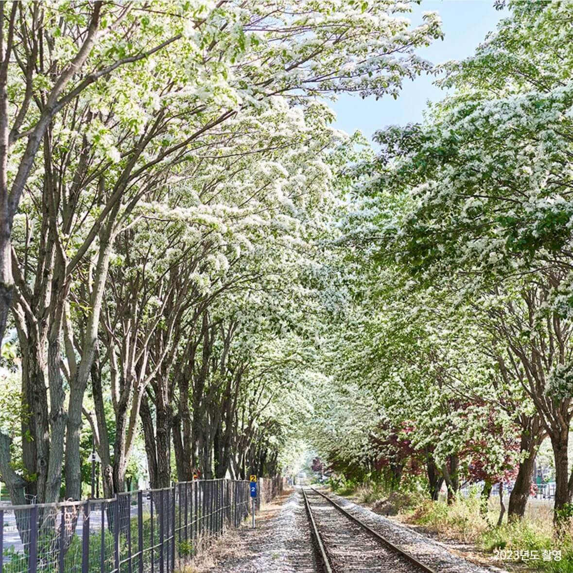전주 이팝나무 철길