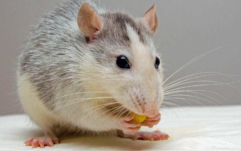 띠별운세 11월 3일