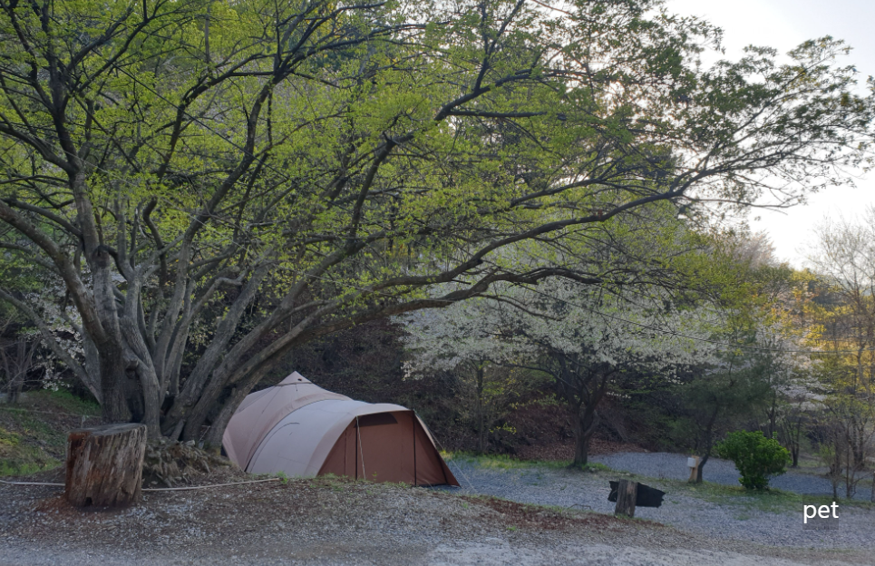 경기-동두천-돈내미캠핑장-예약-방법-애견-동반-가격-주소-시간-후기