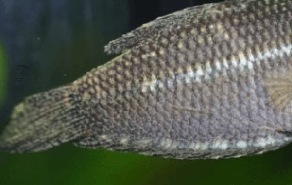 구피 질병 증상(백점병, 마우스펑기, 솔방울병 등)