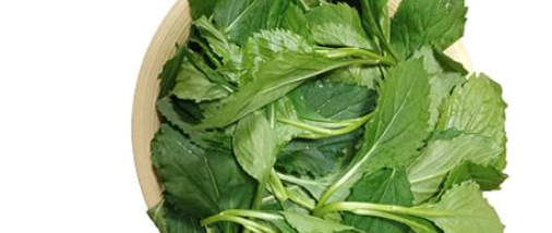 부지깽이나물 2