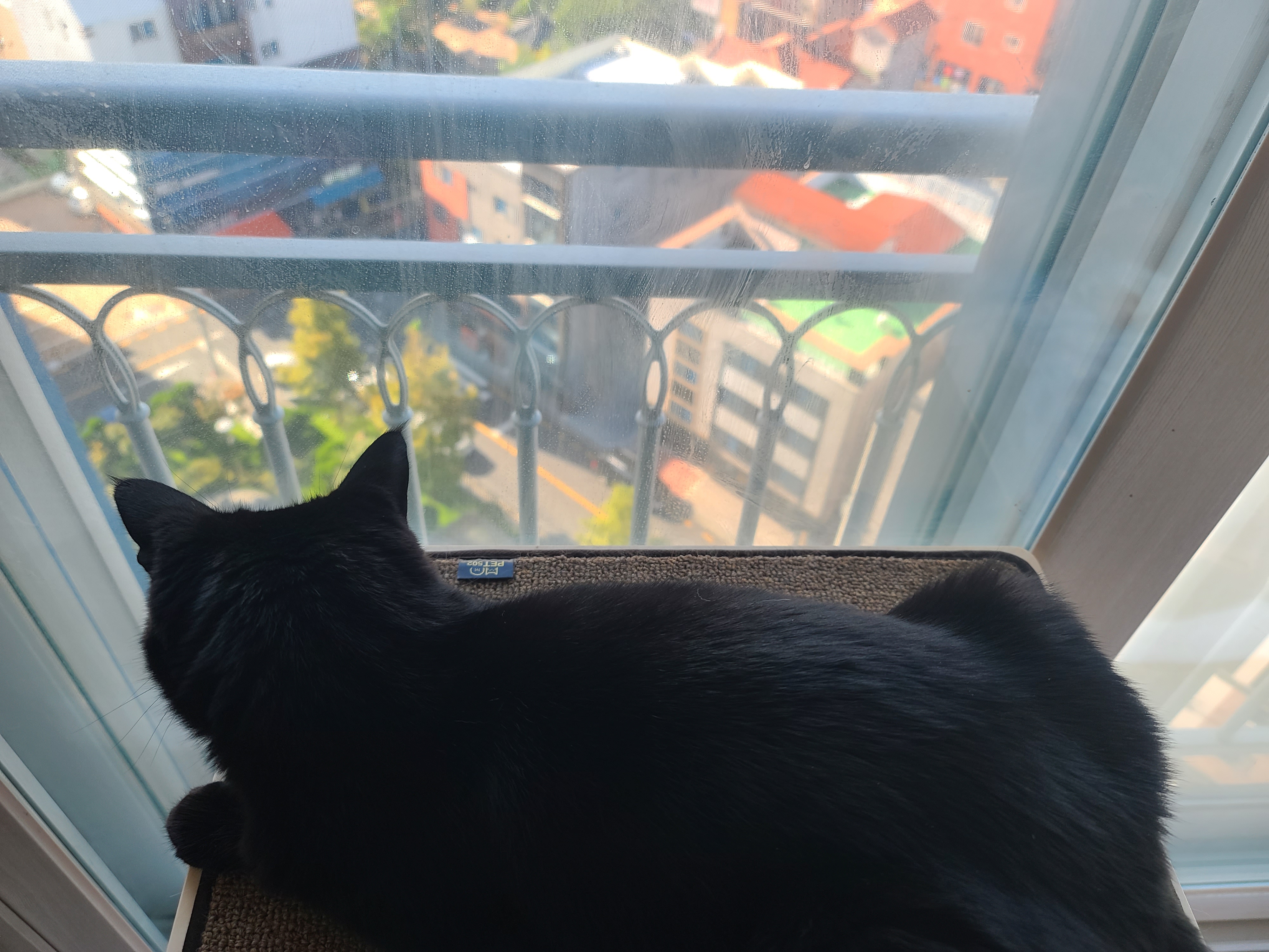 일요일. 오늘아침 평화로운 고양이들.