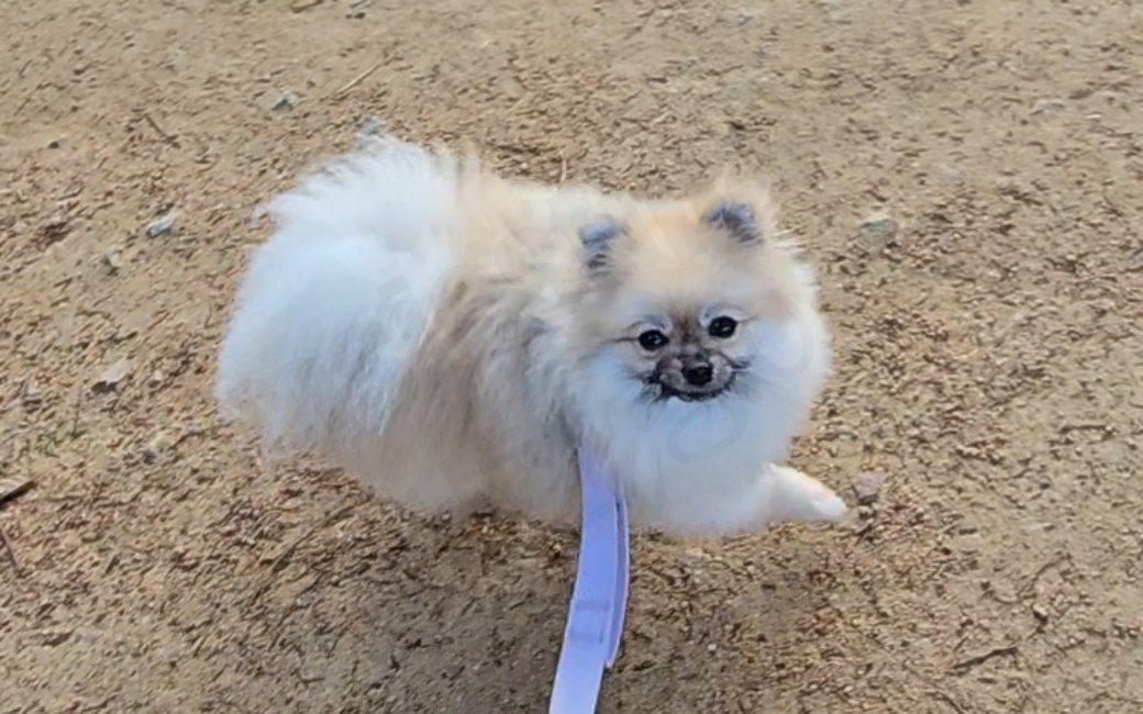 산책하는 강아지의 모습