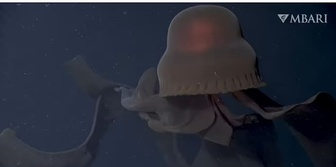 GIANT PHANTOM JELLYFISH