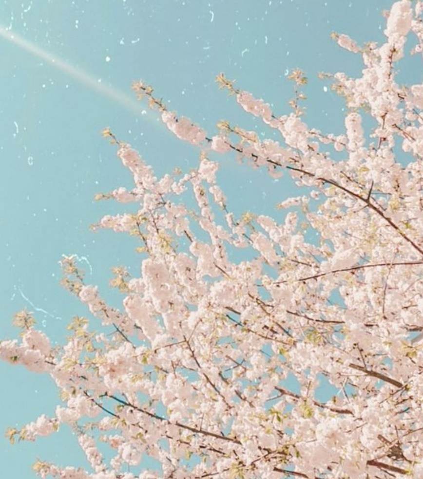 벚꽃 개화시기 축제