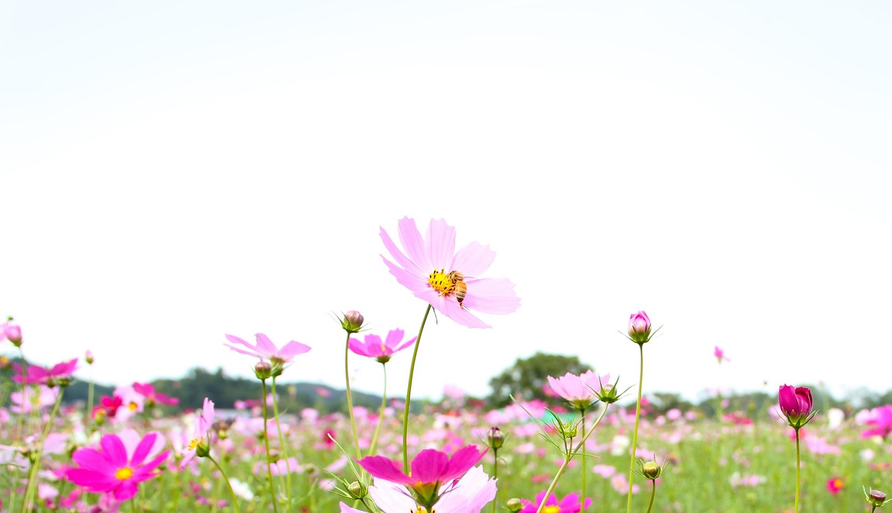 대구 금호꽃섬 코스모스