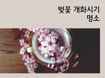 벚꽃