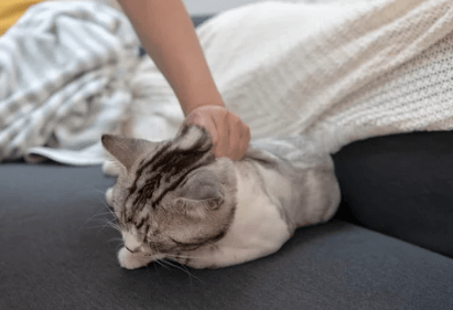 고양이탈수진단