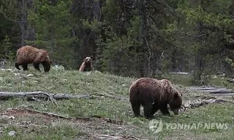 우수리 불곰 특징 성격 서식지_16