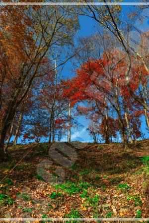 아름다운 한복을 입고 경복궁 단풍을 배경으로 사진을 찍는 여행객들 