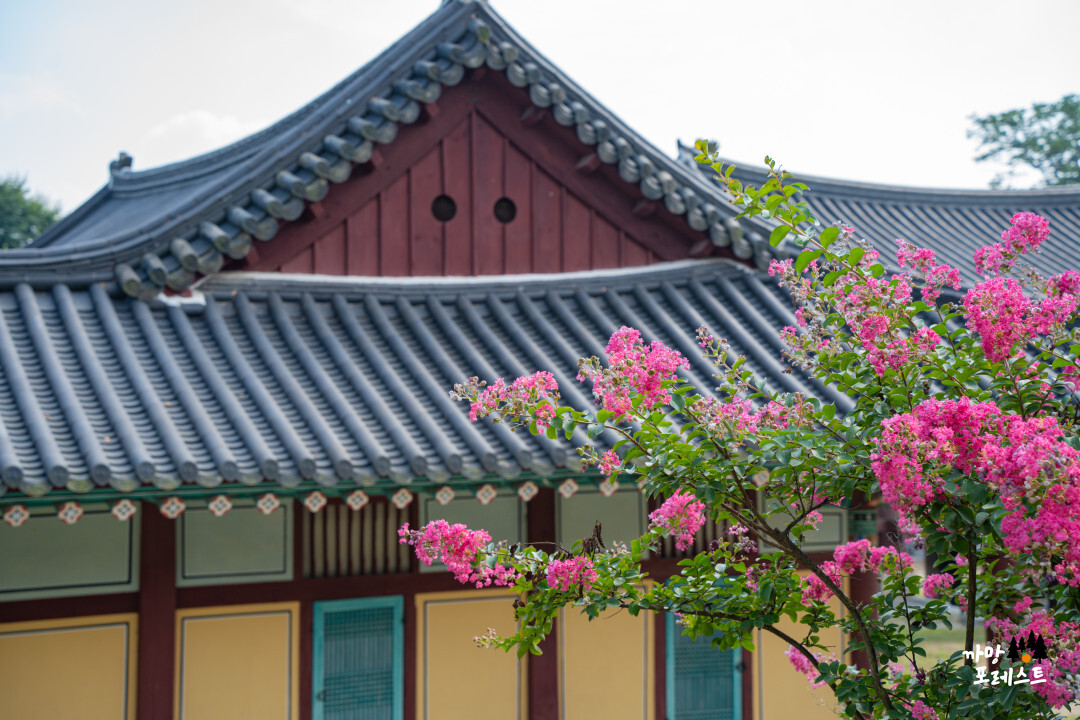 용주사 배롱나무