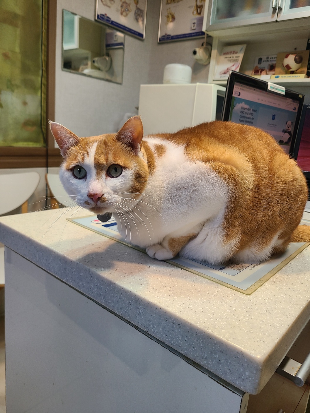 비만 고양이 사진-삐삐