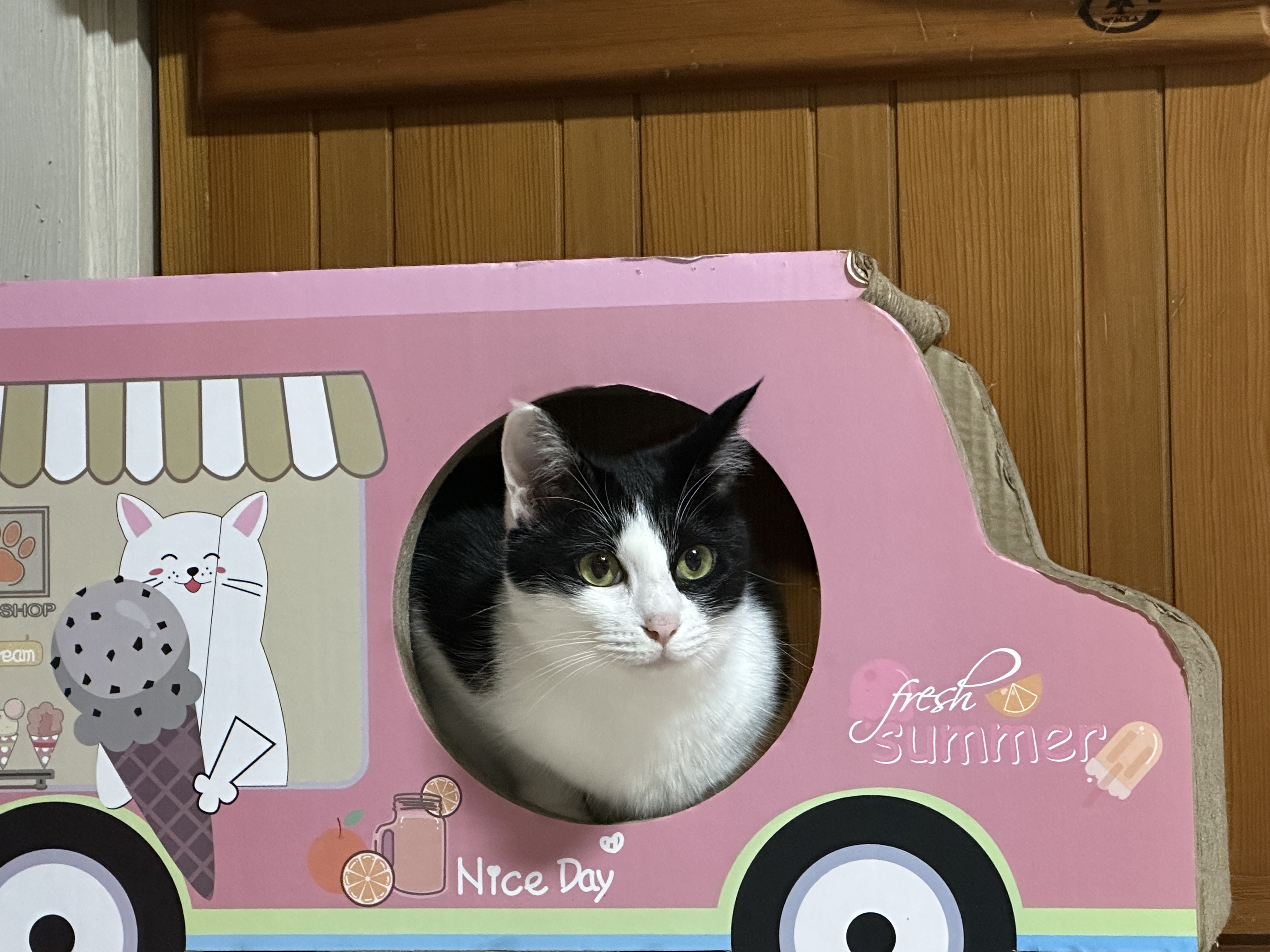 핑크색_자동차_스크래쳐_안에서_인형처럼_가만히_있는_두리