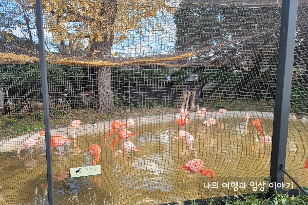 홍학
