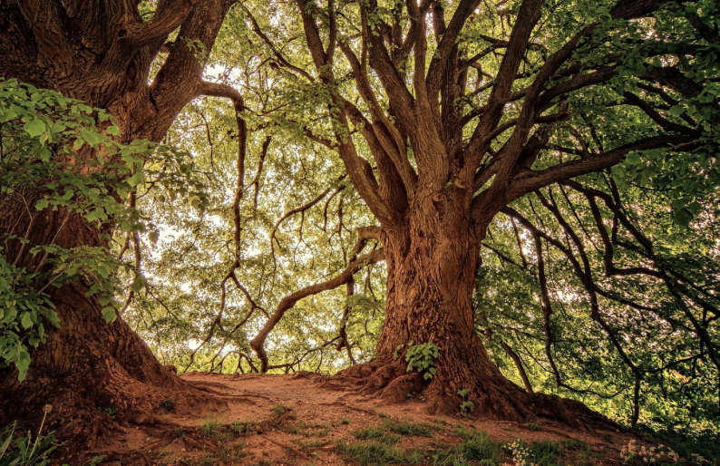 이스라엘의 ‘투 비셰밧(Tu BiShvat)’ – 나무의 생일– 자연을 기념하며 과일을 나누는 유대인의 특별한 날