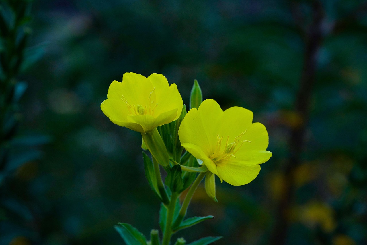 달맞이꽃종자유 효능