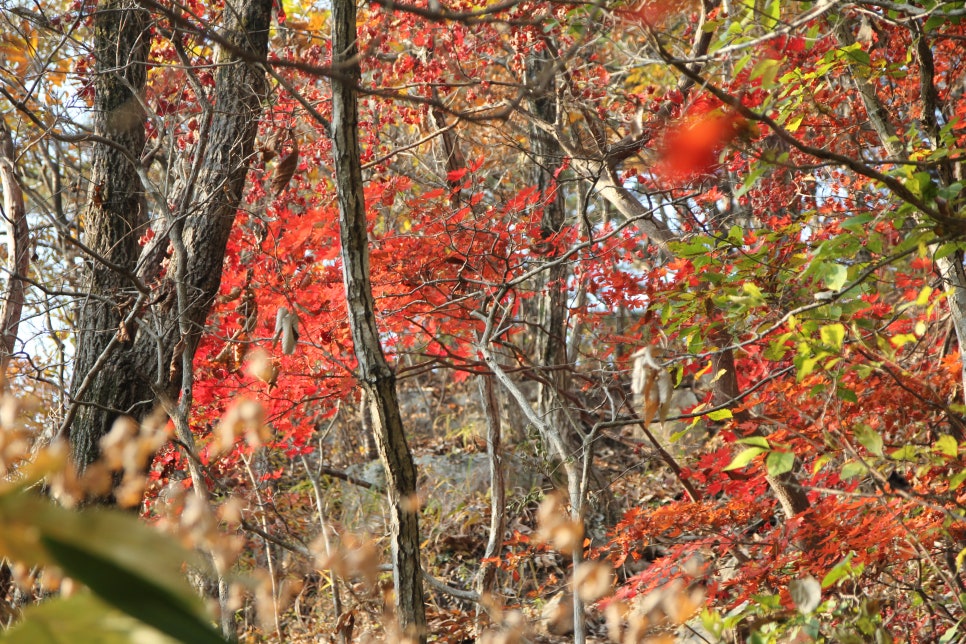 100대 명산 등산하기 두번째 금강산에 비견될 정도로 아름다운 산세 정읍 내장산과 암릉과 절벽의 기세가 돋보이는 산 장성 백암산 