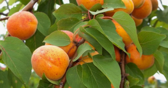 주요 비타민의 종류와 각각의 효능(역할)과 부족시 현상 그리고 부작용