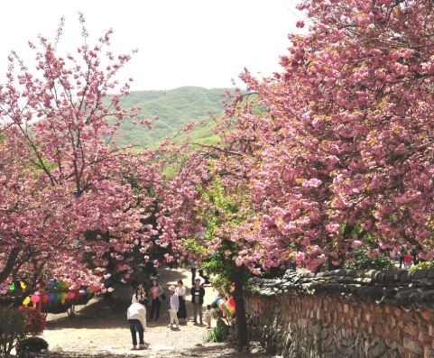 순천 벚꽃