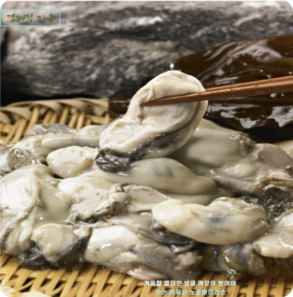 겨울철 별미인 생굴 깨끗이 씻어야 하는 이유와 노로바이러스