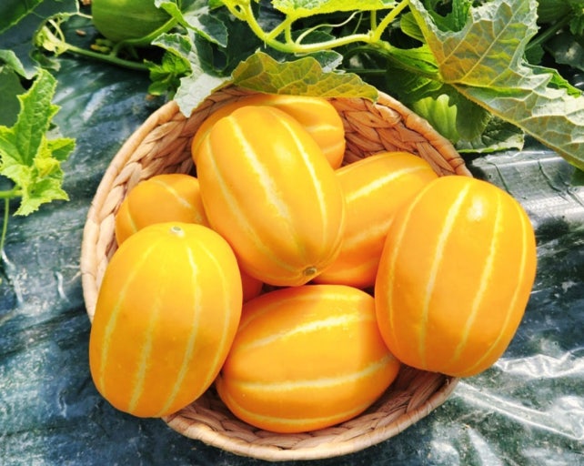 참외 효능 부작용