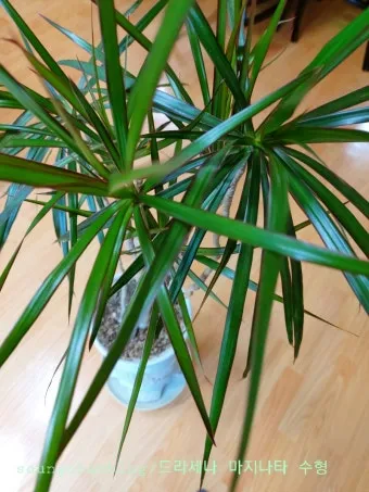 드라세나 키우기 물주기 가지치기 번식방법 흙배합 가이드_15