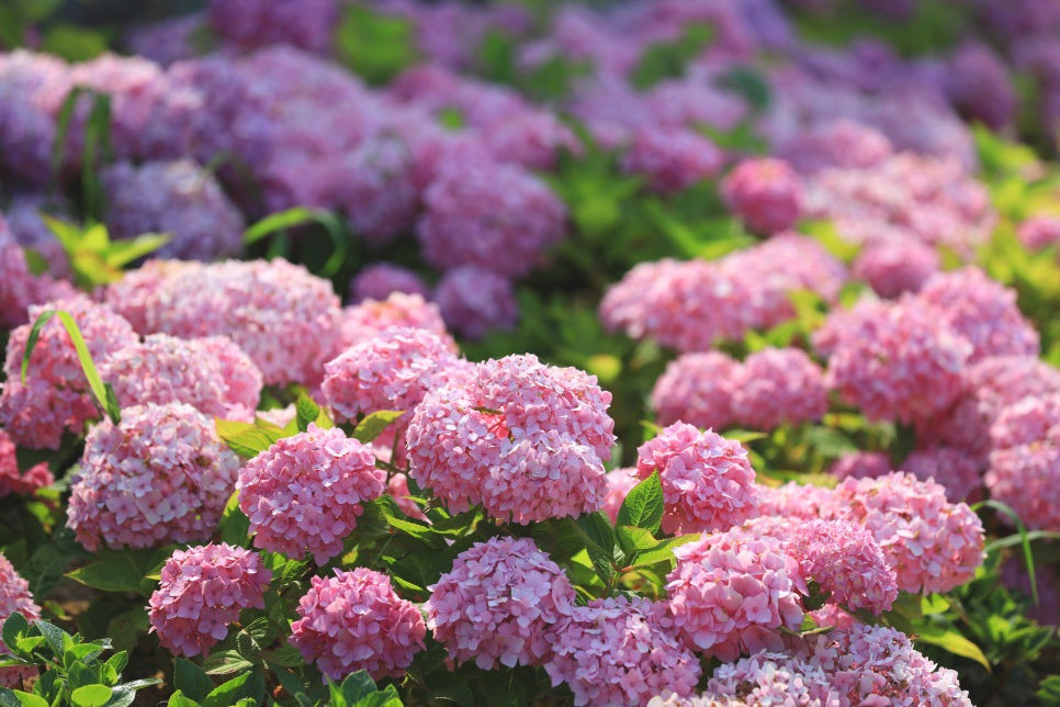 신안 도초수국공원, 6월의 섬꽃길에서 만나는 수국의 향연