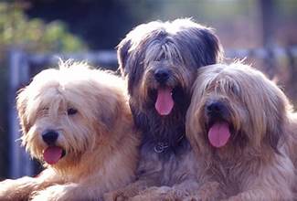 신비로운 우리나라 고유 견종, 귀신을 쫓는 삽살개