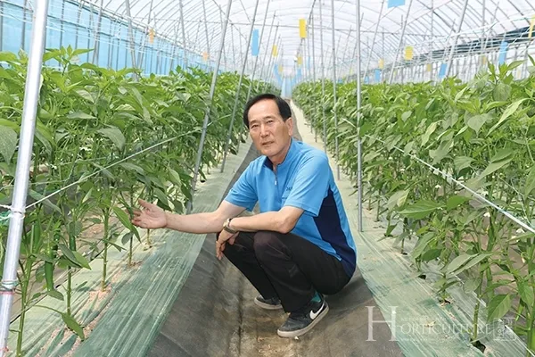 고추 재배 모종 고르기 지주 설치 시비 요령_8