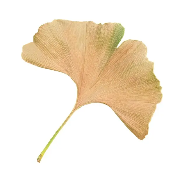 은행잎