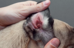 피부병있는 강아지 사진/출처:어도비스톡