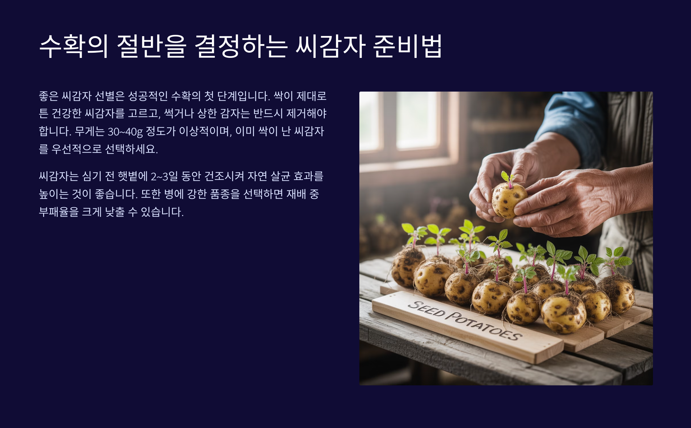 수확의 절반을 결정하는 '씨감자' 준비법