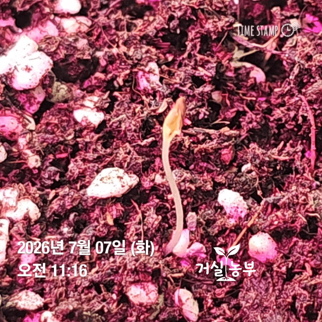 한쪽으로 휘었다가 다시 위쪽으로 줄기를 세운 어린 상추 새싹