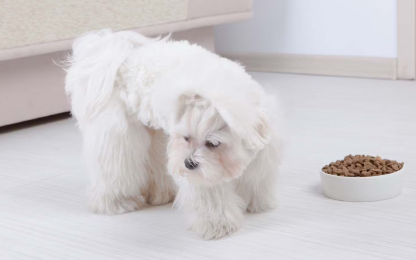 식욕부진의 개 스트레스가 원인이다.