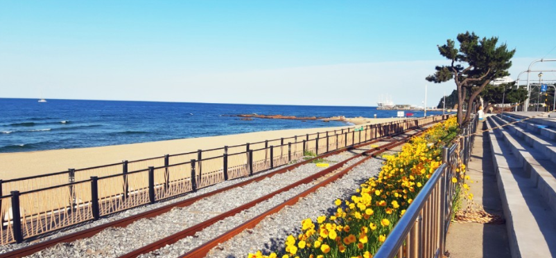 정동진레일바이크 정보와 특징 체험 해돋이 축제