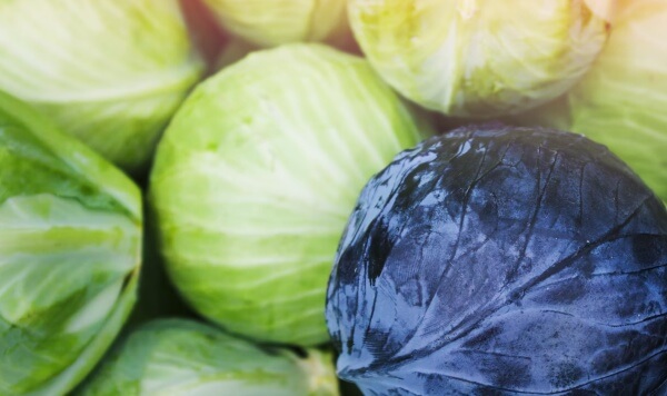 여러개-쌓여있는-양배추