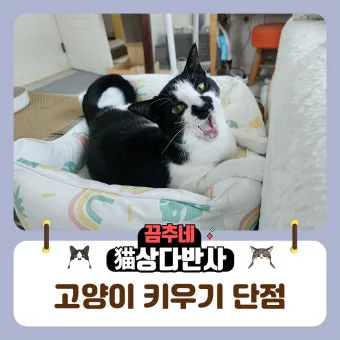 고양이 키우기 장단점, 두마리 키우기, 키우기 힘들어요_31