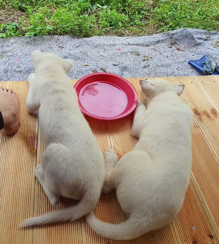 평상에-누워서-쉬고있는-아기진돗개-두마리