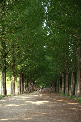 만화방초 수국축제