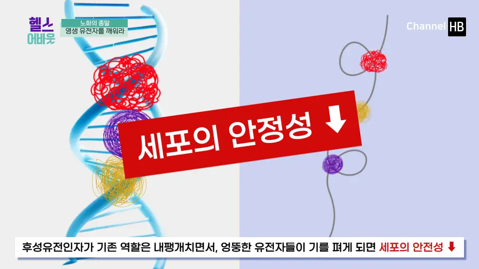 일본 NMN 영양제